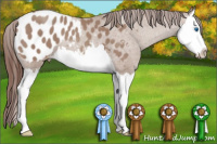 Horse Color:Classic Champagne Splash Appaloosa 