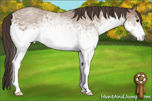 Horse Color: White Spotted Classic Champagne Rabicano 
