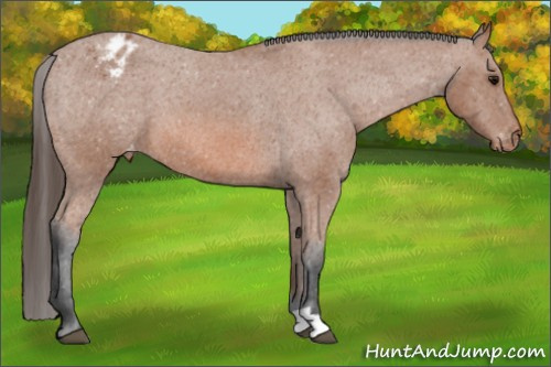 Horse Color:Bay Appaloosa