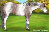 Horse Color:White Spotted Bay Appaloosa