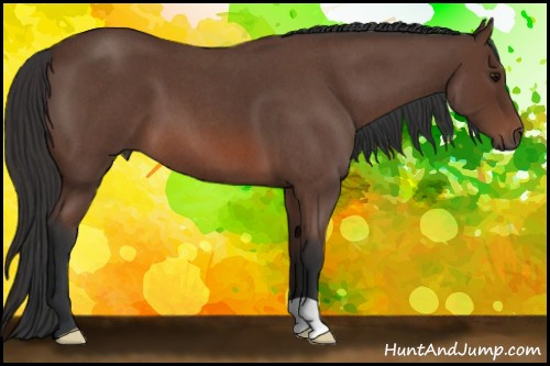 Horse Color: Bay Roan 