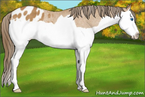 Horse Color: Buckskin Splash Varnish Rabicano 