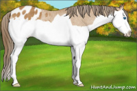 Horse Color:Buckskin Splash Varnish Rabicano 