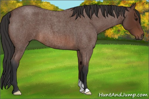 Horse Color: Bay Roan 