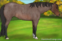Horse Color:Bay Roan 
