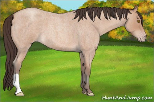 Horse Color: Amber Champagne Roan 