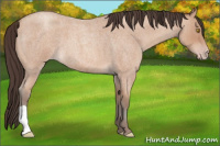 Horse Color:Amber Champagne Roan 