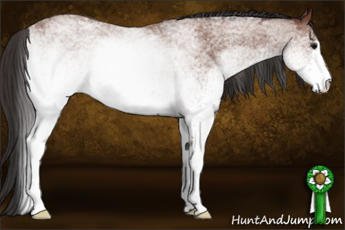 Horse Color: White Spotted Bay Roan 
