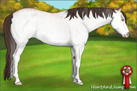 Horse Color:White Spotted Amber Champagne 