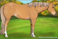 Horse Color:Palomino Roan 