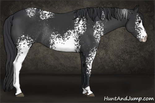 Horse Color: White Spotted Black Rabicano 