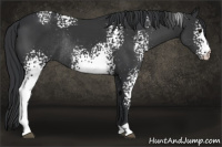 Horse Color:White Spotted Black Rabicano 