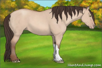 Horse Color:Amber Champagne Dun 