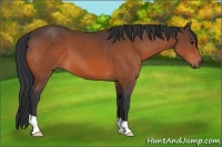 Horse Color:Bay 