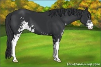 Horse Color:Black Sabino