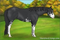 Horse Color:Black Sabino 