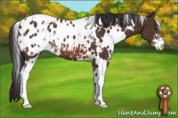 Horse Color:White Spotted Brown Sabino Appaloosa 