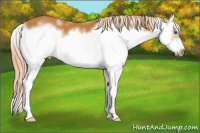 Horse Color:White Spotted Chocolate Palomino Sabino Splash Frame 