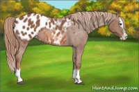 Horse Color:Red Roan Sabino Splash Appaloosa