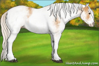 Horse Color:White Spotted Silver Buckskin Rabicano
