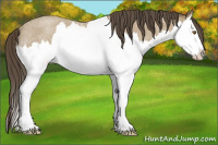Horse Color:Classic Cream Champagne Roan Splash Rabicano
