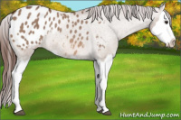Horse Color:Bay Dun Splash Appaloosa Rabicano 