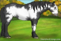 Horse Color:Black Frame Rabicano