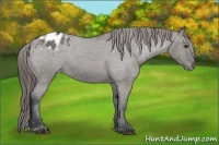 Horse Color:Grullo Roan Appaloosa 