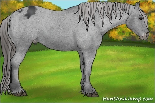 Horse Color:Black Appaloosa