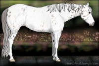 Horse Color:Gray Bay Splash Tobiano Appaloosa 