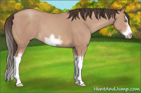 Horse Color:Amber Champagne Splash Frame