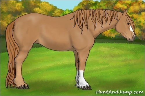 Horse Color: Unknown 