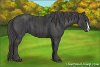 Horse Color:Black  Brindle