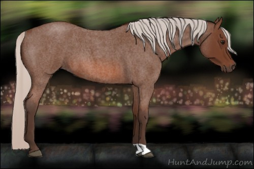 Horse Color: Silver Bay Roan 