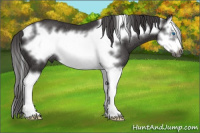 Horse Color:Smoky Black Splash Frame Rabicano