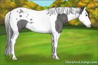 Horse Color:Buckskin Roan Splash Tobiano Rabicano