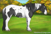 Horse Color:Black Sabino Tobiano Rabicano