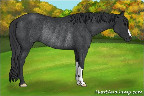 Horse Color: Black Rabicano 