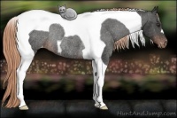 Horse Color:Liver Chestnut Tobiano Blanket Rabicano 