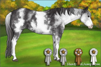 Horse Color:White Spotted Buckskin