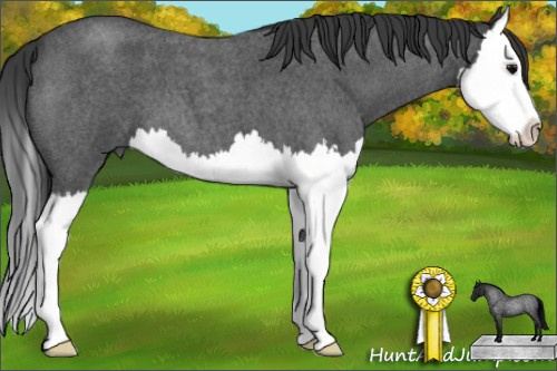 Horse Color: Blue Roan Splash 