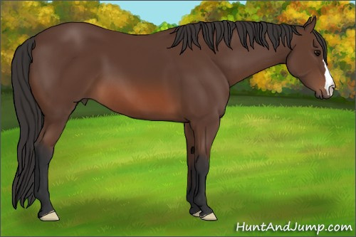 Horse Color: Bay 