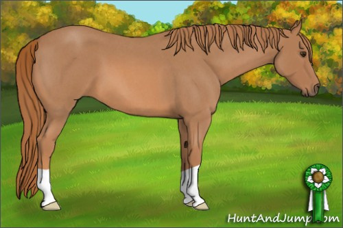 Horse Color: Red Roan 