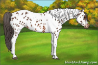 Horse Color:Bay Tobiano Near Leopard 