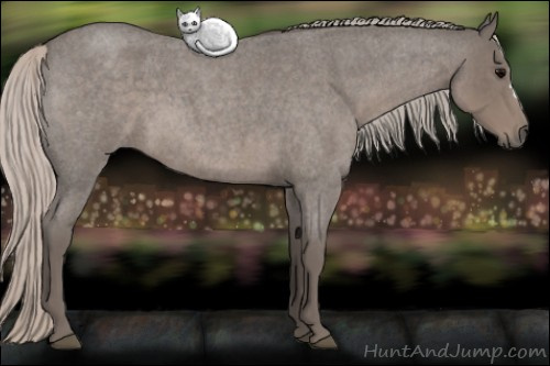 Horse Color: Silver Blue Roan 