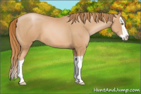 Horse Color:Chestnut Pearl Splash 