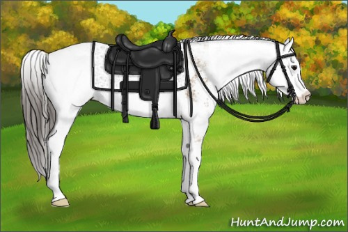 Horse Color: Buckskin Sabino 