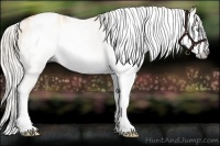 Horse Color:Gray Silver Amber Cream Champagne Roan Dun Splash Tobiano Frame Appaloosa Rabicano 