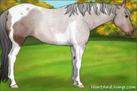 Horse Color:Bay Tobiano 