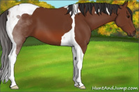 Horse Color:Bay Tobiano 